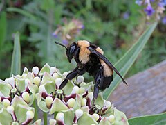 Bombus fraternus, eme langilea.