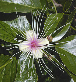 Flor da árvore-aranha (Crateva religiosa) com os seus numerosos e evidentes estames.