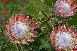 Protea cynaroides