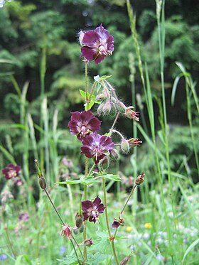 Geranium phaeum.