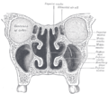 Coronal section of nasal cavities