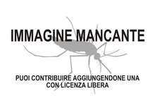 Immagine di Pseudoyersinia betancuriae mancante