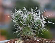 Opuntia armata.jpg