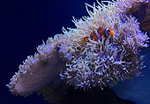 Clownfish