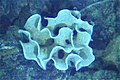 Xenophyophorea, Foraminifera