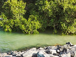 Mangroves at Mangrove National Park, near Al Qurm Corniche on Sheikh Zayed Bin Sultan Street in the eastern part of the city[26]