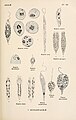 Euglena, Astasia and Phacus spp. (Euglenales)