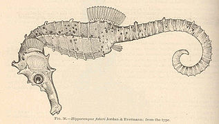 Hippocampus fisheri