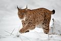 Eurasian lynx