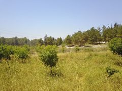 Rosh HaAyin Forest4.jpg