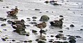 Three males and two females are resting.