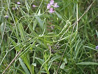 Vicia parviflora