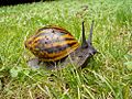 Giant tiger land snail