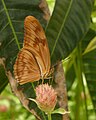 Julia ventral view