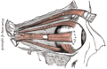 Muscles of the right orbit.