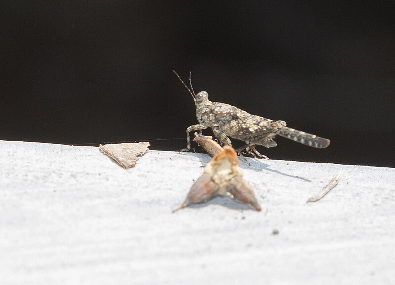 File:Unidentified insect, Sambisari Temple complex 07.jpg