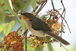 Ruskokurkkuapali (Apalis porphyrolaema)