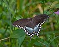 Spicebush Swallowtail