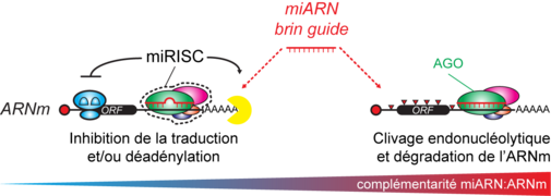 Figure-miARN2-v1.png