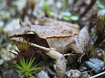 Boskikker (Lithobates sylvaticus)