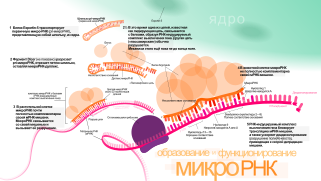 MiRNA - ru.svg