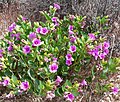 Mirabilis multiflora