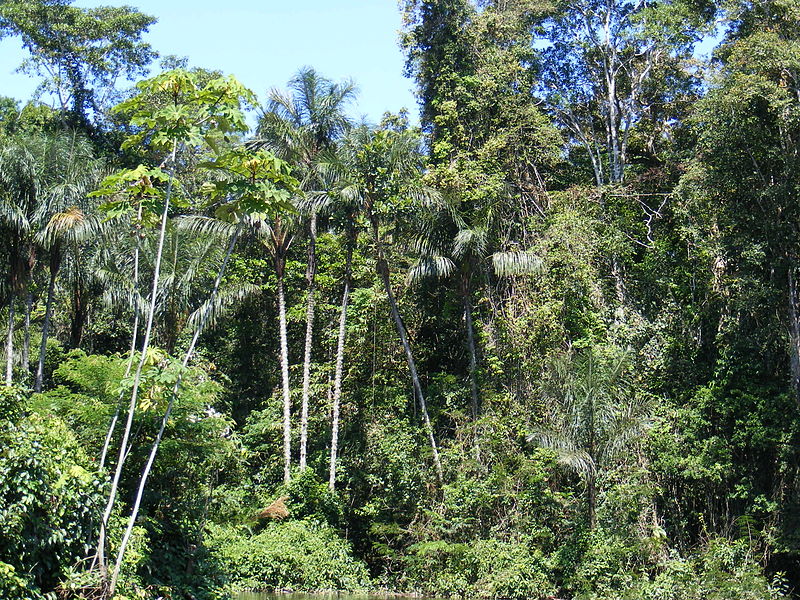 File:Amazonian rainforest.JPG