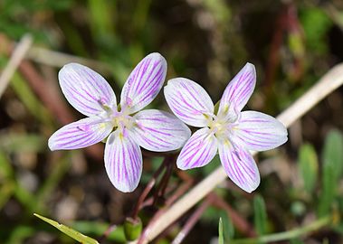 Flowers of Claytonia virginica