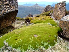 Donatia novae-zelandiae (Tasmanie, Australie).