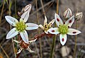 Dudleya blochmaniae