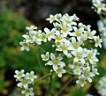 Saxifraga hostii