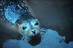 seal - pinnipedia