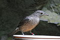 Spangled Cotinga female