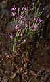 Centaurium spicatum plant