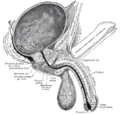 Sezione verticale di vescica, pene, e uretra.