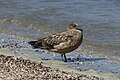 Great skua at North Sea island Hallig Hooge / Germany