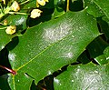 Mahonia pinnata ssp. insularis