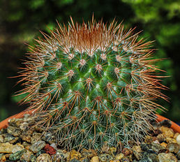 M. spinosissima var. rubrispina 'Super Red'.