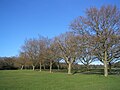 Image 14Trees on Southampton Common in winter (from Portal:Hampshire/Selected pictures)