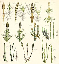 1701, Equisetum arvense L.; 1702, E. pratense Ehrh.; 1703, E. telmateia Ehrh.; 1704, E. sylvaticum L.; 1705, E. fluviatile L.; 1706, E. palustre L.; 1707, E. hyemale L.; 1708, E. x moorei Newman; 1709, E. x trachyodon A.Br.; 1710, E. variegatum Schleich. ex Web. & Mohr; 1711, E.variegatum var. wilsonii