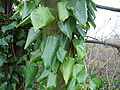 Hedera colchica-gebladerte