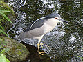 Black-crowned night heron