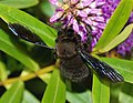 Xylocopa. Babarón carpinteru