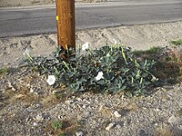 Datura wrightii u cvijetu