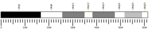 Chromosome 19 (souris)