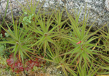 Roridula gorgonias.jpg