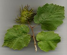 Corylus colurna.