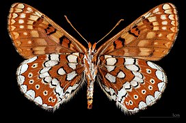 Euphydryas aurinia beckeri ♀ △