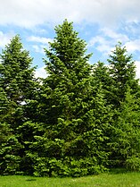 Abies nordmanniana