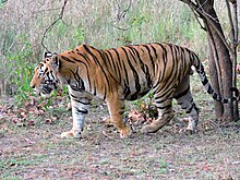 Adult male in Kanha Tiger Reserve, India